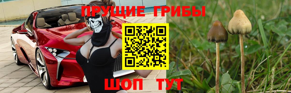 Жуковский  Галлюциногенные грибы MAGIC MUSHROOMS  Псилоцибиновые грибы MAGIC MUSHROOMS  Вход с VPN 